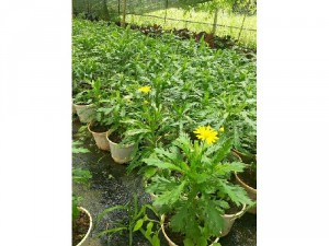 Cây giống cúc thân gỗ - Cúc trường thọ