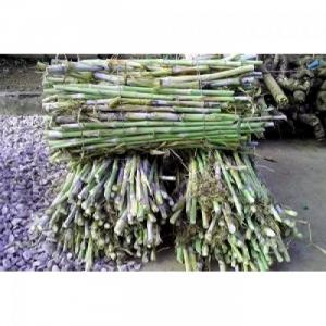 Giống cỏ VA06, hom giống VA06