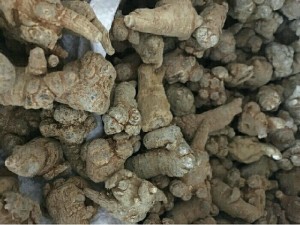 Tam thất bắc