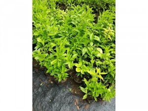 Cây giống mai xanh
