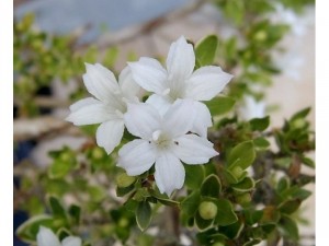 Cây hồng tuyết mai - bạch tuyết mai