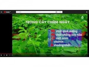 Cốm chùm ngây