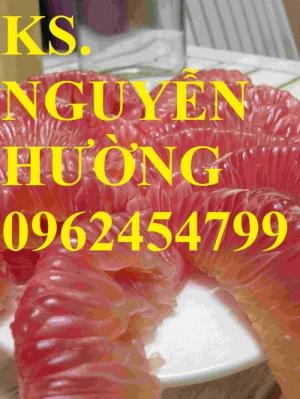 Cung cấp cây bưởi bô lô, cây bưởi siêu ngọt. Chuẩn giống, giá tốt, giao cây toàn quốc.