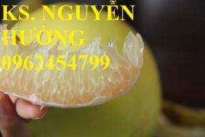 Cung cấp cây bưởi bô lô, cây bưởi siêu ngọt. Chuẩn giống, giá tốt, giao cây toàn quốc.