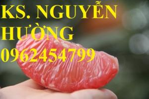 Cung cấp cây bưởi bô lô, cây bưởi siêu ngọt. Chuẩn giống, giá tốt, giao cây toàn quốc.