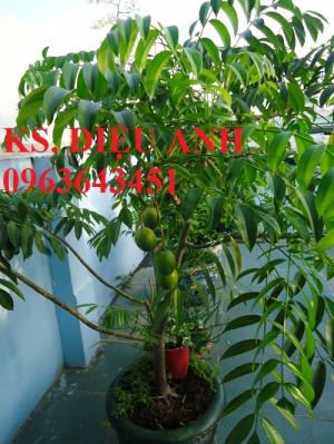 Chuyên sỉ, lẻ cây giống: giống cóc Thái Lan, cóc bao tử, cây cóc giống, giao cây toàn quốc, hỗ trợ kỹ thuật