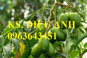 Chuyên sỉ, lẻ cây giống: giống cóc Thái Lan, cóc bao tử, cây cóc giống, giao cây toàn quốc, hỗ trợ kỹ thuật