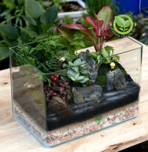 Terrarium-Sơn Thủy