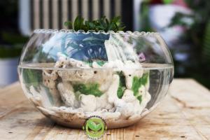 Terrarium-Ốc đảo