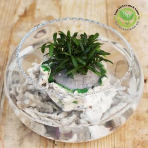 Terrarium-Ốc đảo