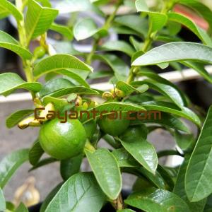 Hình trái ổi nhật (Ổi sẻ lá trung)