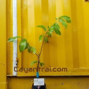 Hình mẫu cây Mãng cầu na Thái Lan (Mãng cầu nữ hoàng) đang bán. Ảnh chụp 03/10/2017