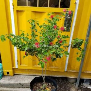 Hình mẫu cây điệp lào (Kiều Hùng) đang bán. (ảnh chụp 27/7/2017)