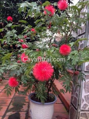 Cây Điệp lào (Kiều hùng)