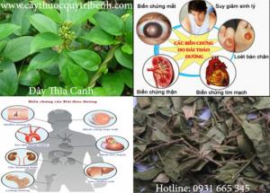 Địa chỉ mua bán dây thìa canh uy tín chất lượng nhất đảm bảo khi sử dụng