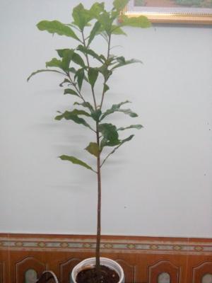 Cây lộc vừng, cao khoảng 0.8 m