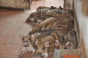 Bán Heo Rừng Con Bạc Má Việt Nam