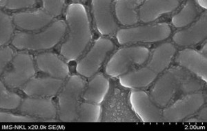 Immunepath-ip (phân phối độc quyền)