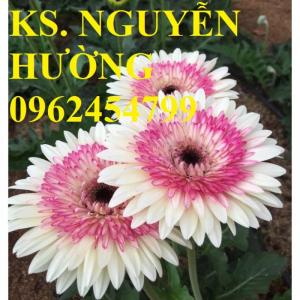 Cung cấp Cây giống đồng tiền cấy mô, hoa đồng tiền cánh kép siêu nụ (lùn, trung, cao)