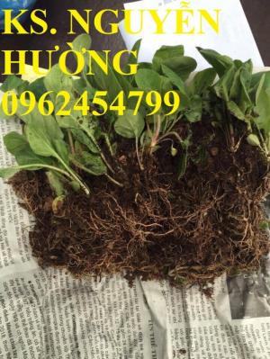 Cung cấp Cây giống đồng tiền cấy mô, hoa đồng tiền cánh kép siêu nụ (lùn, trung, cao)