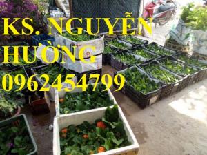 Cung cấp Cây giống đồng tiền cấy mô, hoa đồng tiền cánh kép siêu nụ (lùn, trung, cao)