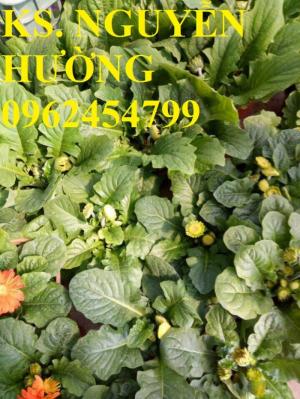 Cung cấp Cây giống đồng tiền cấy mô, hoa đồng tiền cánh kép siêu nụ (lùn, trung, cao)