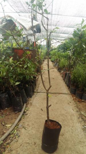 Cây Giống Lựu Lùn, Cây Lựu Lùn Ấn Độ, Giống Cây Lựu Lùn Đỏ Ấn Độ