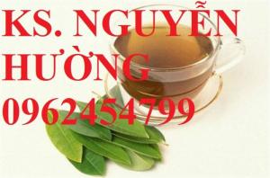 Cung cấp cây chè vối, vối nếp cây choai. Chuẩn giống, giá tốt, hỗ trợ kỹ thuật, giao cây toàn quốc.