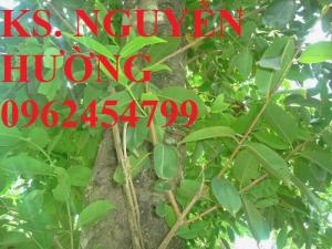 Cung cấp cây chè vối, vối nếp cây choai. Chuẩn giống, giá tốt, hỗ trợ kỹ thuật, giao cây toàn quốc.
