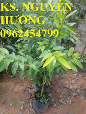 Cung cấp cây chè vối, vối nếp cây choai. Chuẩn giống, giá tốt, hỗ trợ kỹ thuật, giao cây toàn quốc.