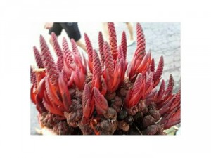 Nấm ngọc cẩu tươi