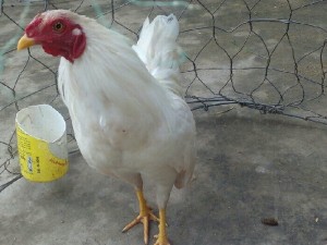 Gà úa zin 9 lạng