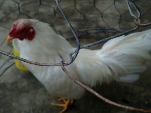 Gà úa zin 9 lạng