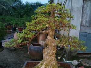 Mai chiếu thủy bonsai