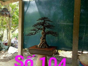 Mai chiếu thủy bonsai