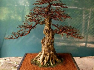 Mai chiếu thủy bonsai