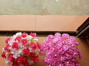 Hoa gấm để bàn, treo tường