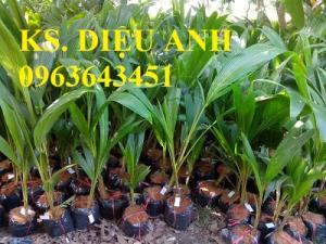 Chuyên cung cấp cây giống dừa: dừa xiêm xanh lùn, dừa xiêm dứa, dừa xiêm xanh, dừa lục, dừa đỏ, dừa lửa.