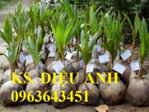 Chuyên cung cấp cây giống dừa: dừa xiêm xanh lùn, dừa xiêm dứa, dừa xiêm xanh, dừa lục, dừa đỏ, dừa lửa.