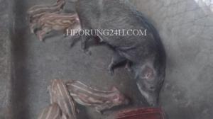 Heo Rừng Giống Thuần Chủng Đã Tách Bầy