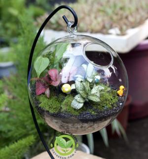 Terrarium-Cầu treo