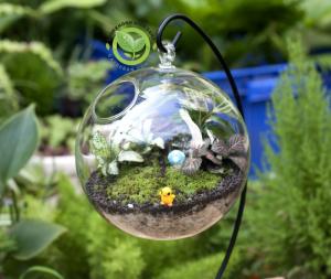 Terrarium-Cầu treo
