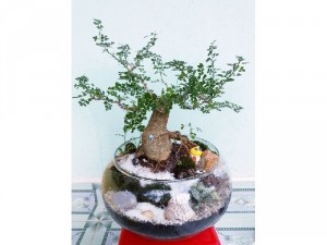 Tiểu cảnh bonsai lớn