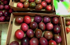 in hộp carton đựng chanh dây xuất khẩu