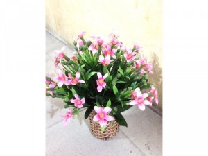 Hoa vải