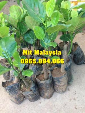 Mít Malaysia, Mít Trái Dài