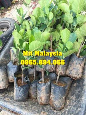 Mít Malaysia, Mít Trái Dài