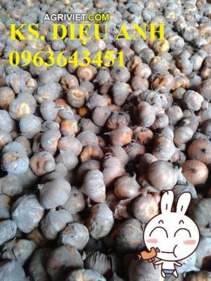 Địa chỉ cung cấp sỉ, lẻ củ giống hoa lay ơn, hoa dơn chuẩn, uy tín, chất lượng, có hỗ trợ giao hàng