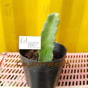 ảnh cây giống tại cửa hàng