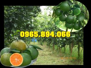 Cam Vinh, Cam V2, Cam Đường Canh, Cam Sành, Cam Xoàn